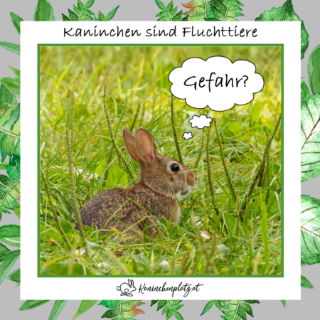 fluchttiere