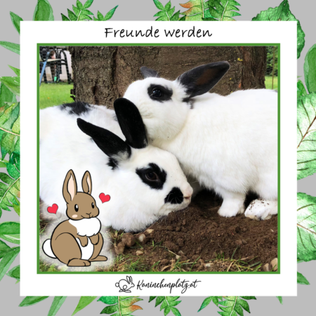 freunde freunde